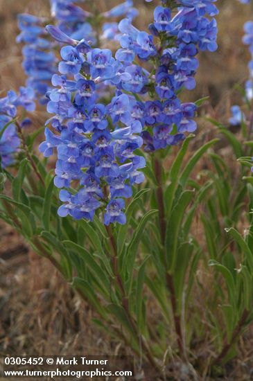 Showy Penstemon blossoms & foliage
