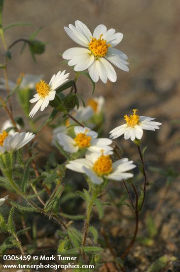 Tidy Tips blossoms & foliage