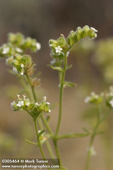 Wing-nut Cryptantha blossoms detail