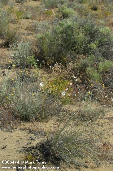 Columbia Cut Leaf, Big Sagebrush, Pale Evening Primrose in sandy environment