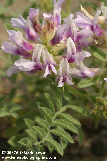 Columbia Milk-vetch blossoms & foliage detail