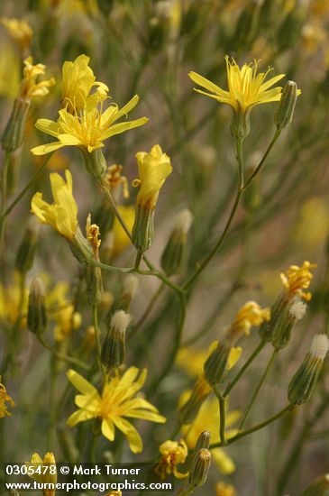 Slender Hawksbeard blossoms