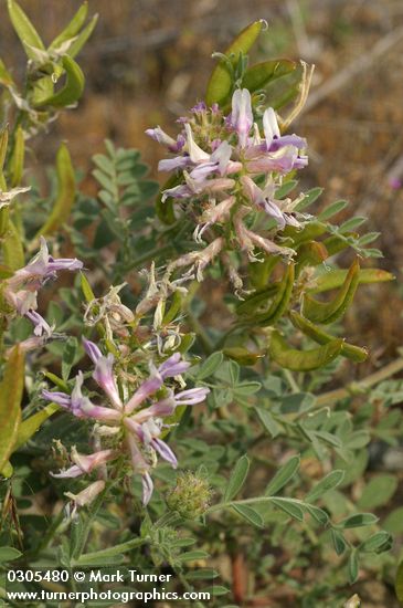 Columbia Milk-vetch blossoms, foliage, immature seed pods