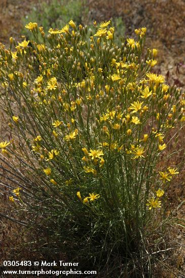 Slender Hawksbeard