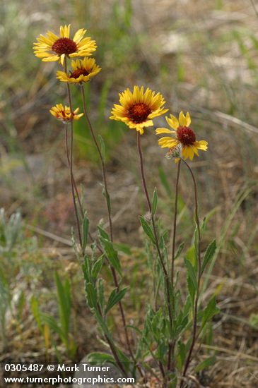 Blanket Flower