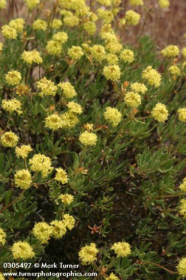 Round-headaed Desert Buckwheat blossoms & foliage