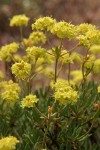 Round-headaed Desert Buckwheat blossoms & foliage detail