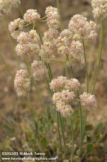 Strict Desert Buckwheat blossoms detail