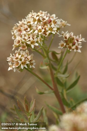 Bastard Toad-flax blossoms & foliage detail