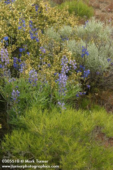 Lupines & Delphiniums among Greasewood, Big Sagebrush, and Bitter Brush