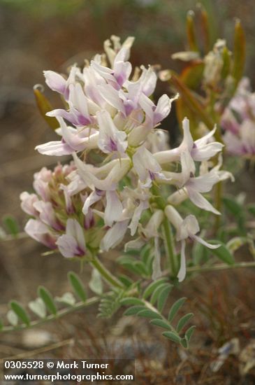 Columbia Milk-vetch blossoms & foliage detail