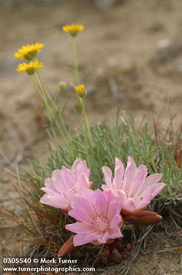 Bitter Root blossoms (pink form) w/ Linear-leaf Daisies soft bkgnd