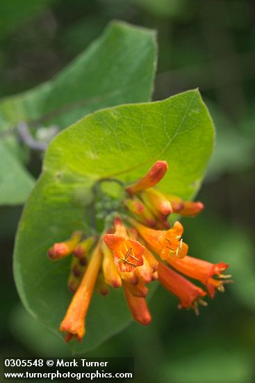 Orange Honeysuckle blossoms & foliage detail