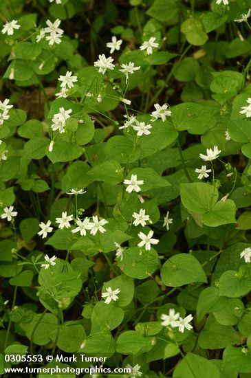 Candyflower mass of blooming plants on forest floor