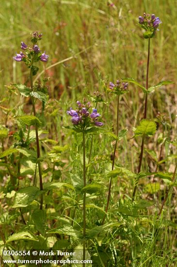 Broad-leaved Penstemon