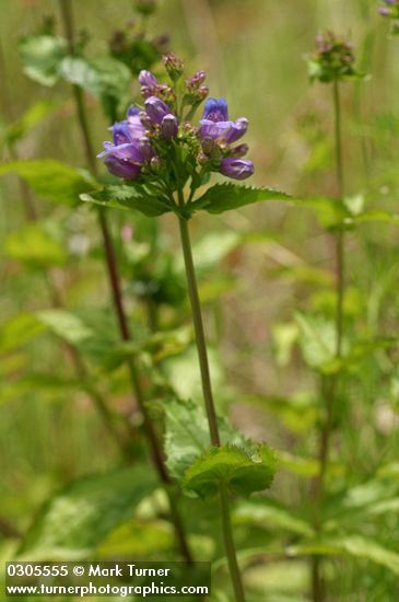 Broad-leaved Penstemon blossoms & foliage