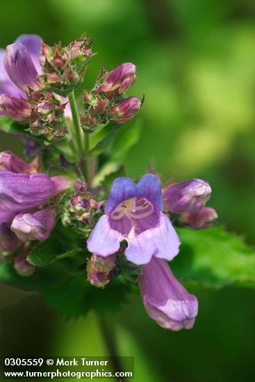 Broad-leaved Penstemon blossoms extreme detail