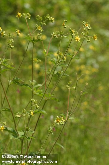 Sticky Cinquefoil