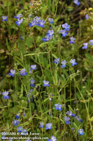 Large-flowered Blue-eyed Mary