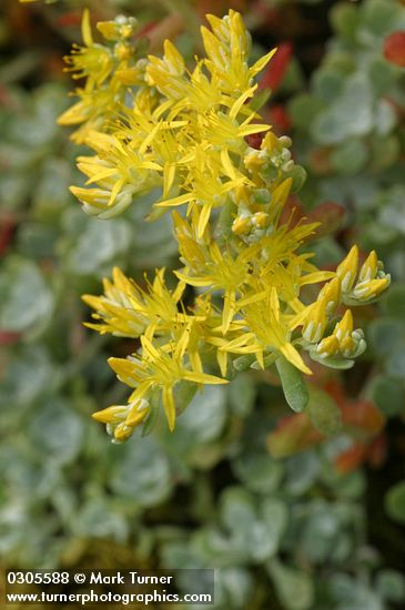 Pacific Sedum blossoms detail