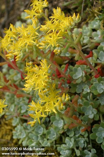 Pacific Sedum