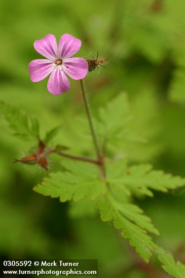 Herb Robert blossom & foliage detail