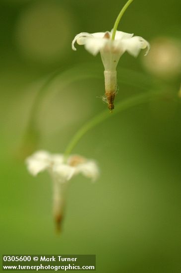 Inside-out Flower blossom extreme detail