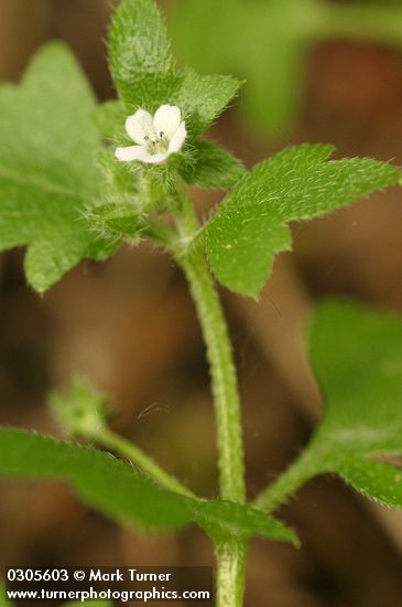Woods Nemophila blossom & foliage detail