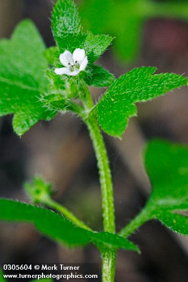 Woods Nemophila blossom & foliage detail