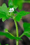 Woods Nemophila blossom & foliage detail