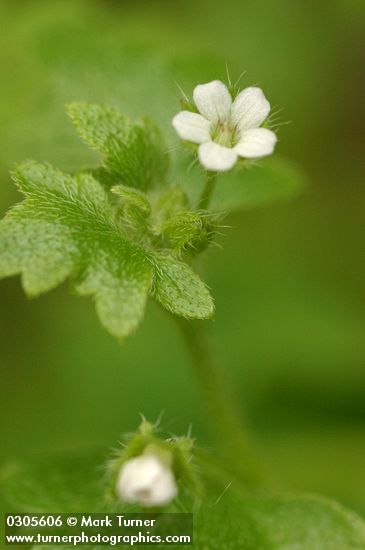 Woods Nemophila blossom & foliage detail