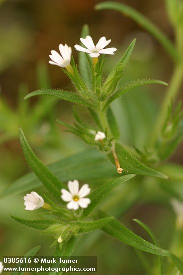 Midget Phlox blossoms & foliage detail