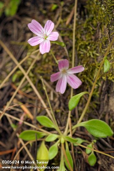 Little-leaf Montia blossoms & foliage detail