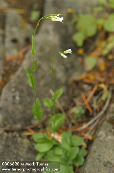Hairy Rock Cress