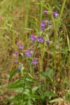 Fine-tooth Penstemon