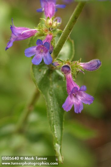 Fine-tooth Penstemon blossoms & foliage detail