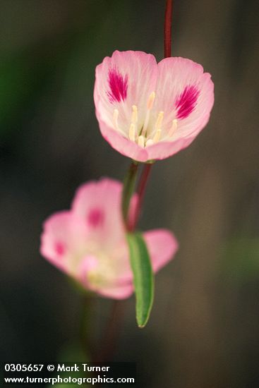 Herald-of-Summer blossom detail