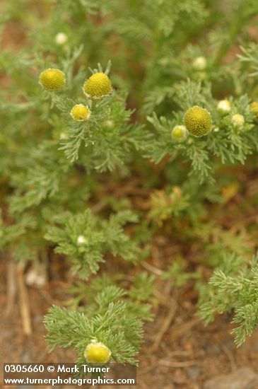 Pineapple Weed