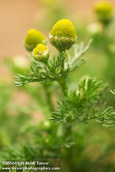 Pineapple Weed blossoms & foliage detail