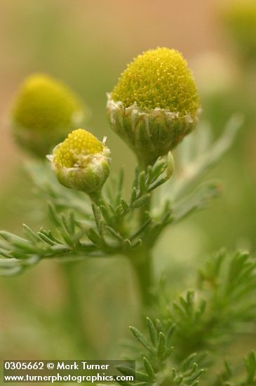 Pineapple Weed blossoms & foliage extreme detail