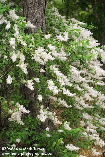 Deer Brush around Ponderosa Pine trunk