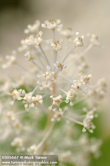 Deer Brush blossoms extreme detail