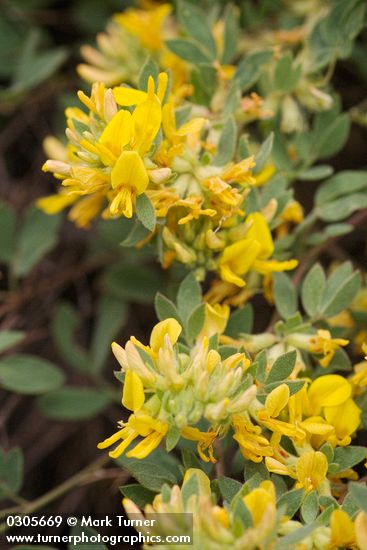 Nevada Deer-vetch blossoms & foliage