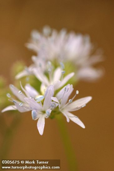 Blue Field Gilia blossoms extreme detail