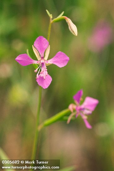 Common Clarkia blossom