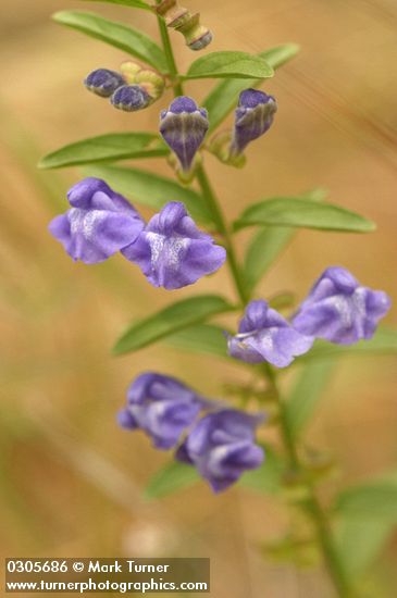 Narrow-leaf Skullcap