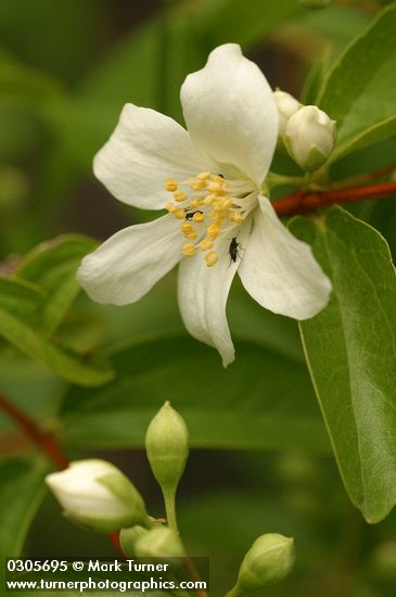 Mock Orange blossom & foliage detail