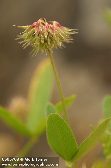 Tree Clover blossoms & foliage detail