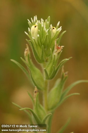 Narrow-leaf Owl Clover blossoms & bracts detail