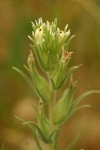 Narrow-leaf Owl Clover blossoms & bracts detail